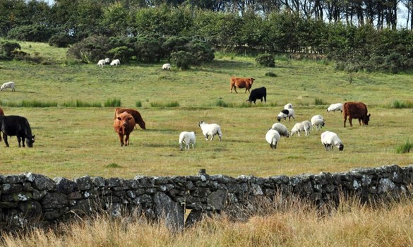 Cows and sheep grazing in a field behind a stone wall.